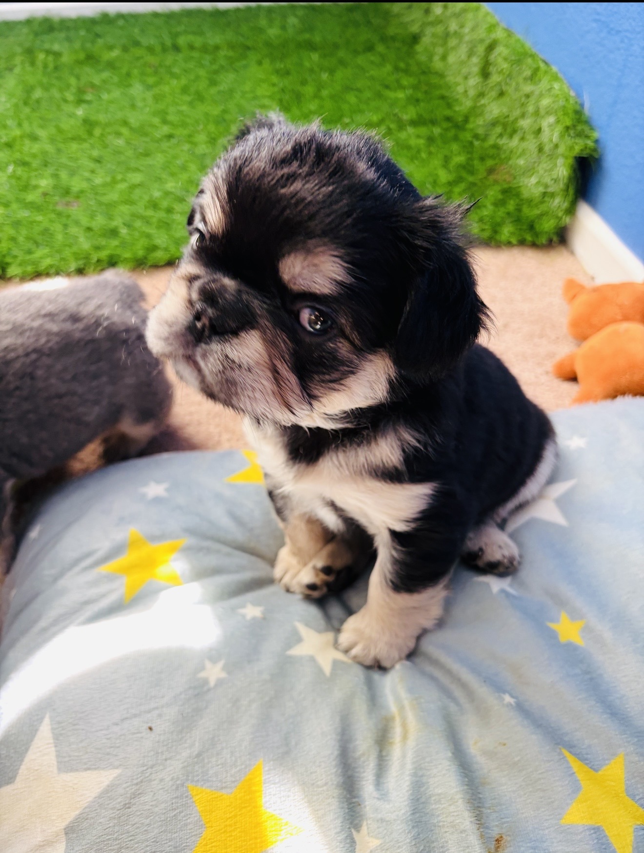 Iced-out puppy on silver velvet